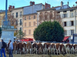 Images insolites : marché aux bestiaux